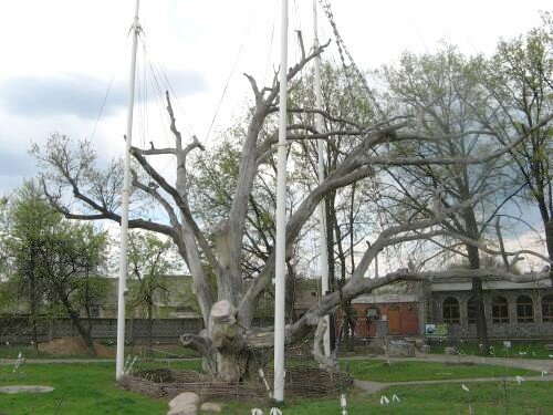 700-летний Запорожский дуб расцвел